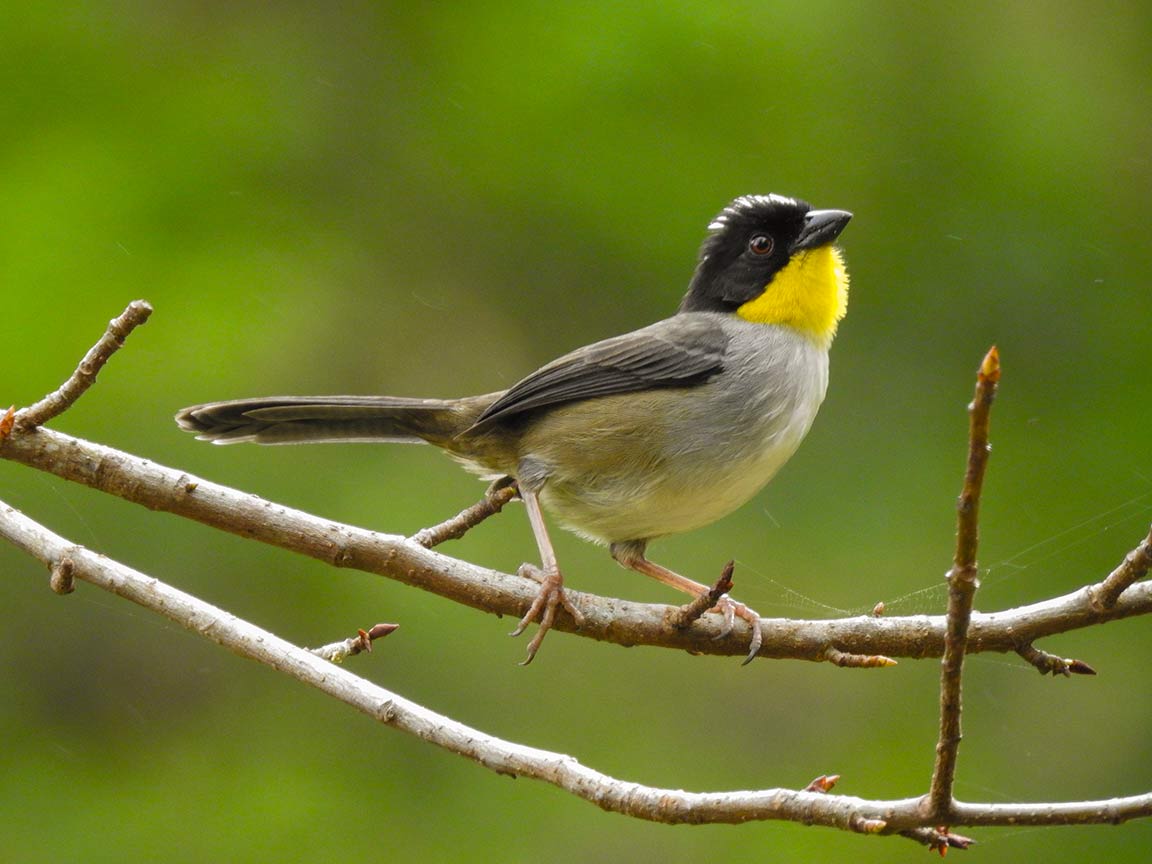 ©Atlapetes albinucha (White-naped Brushfinch) Isis Castro ©Atlapetes albinucha (White-naped Brushfinch) Isis Castro
