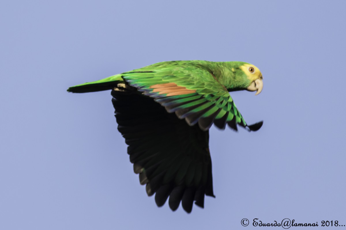 Yellow-headed Parrot, Belice, Jorge Eduardo Ruano ©